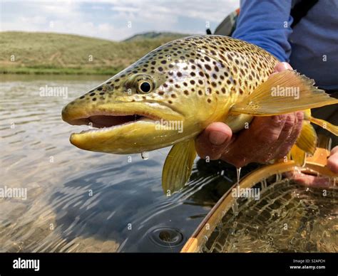 pinedale wyoming trout fishing.